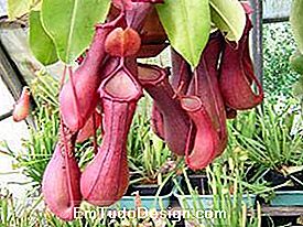 Eksootilised taimed Marsure: Nepenthes