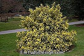 Ilex aquifolium Golden Milkboy