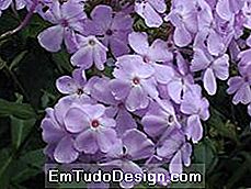 violet paniculata phlox