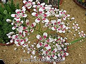 Saxifraga Southside Seedling