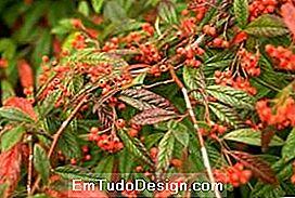 Cotoneaster salicifolius