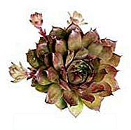 Sempervivum