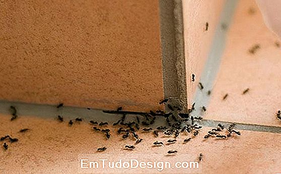 Invazija mrava kod kuće