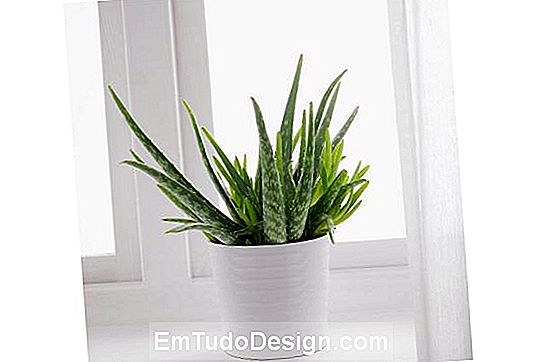 Ikea tarafından sunulan Aloe Vera bitkisi