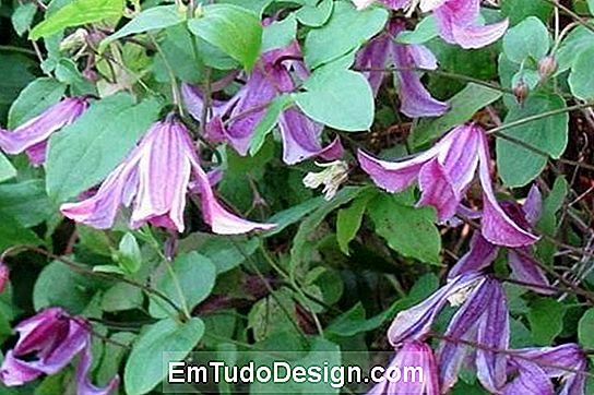 Clematis Integrifolia A kert tére Rosea