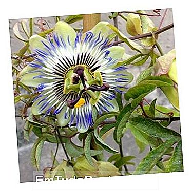 Passiflora Caerulea kertjében