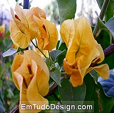 Monto sárga bougainvillea, növények