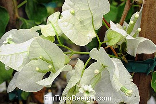 Bougainvillea egy kert tér