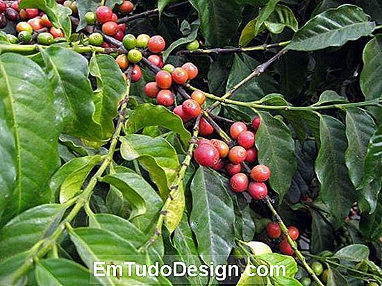 Frukt av Arabica Coffea