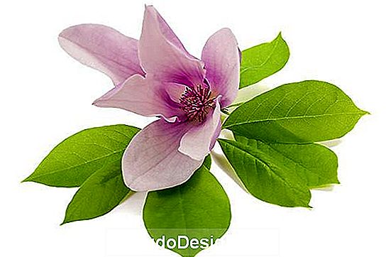 Flor particular de la magnolia de hoja caduca.