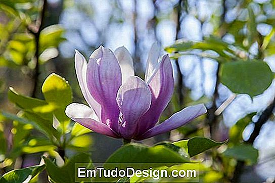 Flor de hoja caduca magnolia