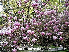 magnolia soulangeana 2