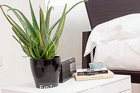 Aloe vera é uma das plantas mais adequadas para um sono melhor
