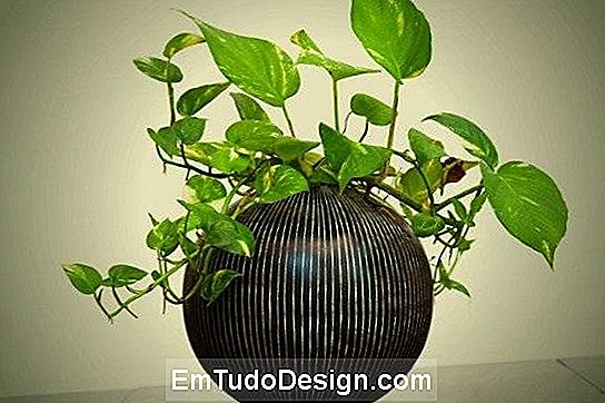 O pothos está entre as plantas a serem mantidas no quarto