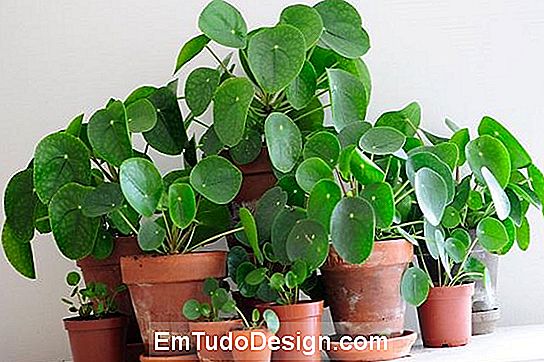 A pilea é um evergreen que se adapta ao quarto