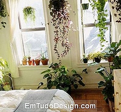 Plantas do quarto pode ser colocado em qualquer lugar