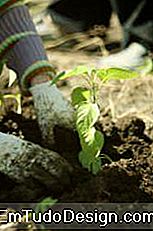 Trapianto in terreno aperto