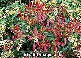 Pieris Japonica