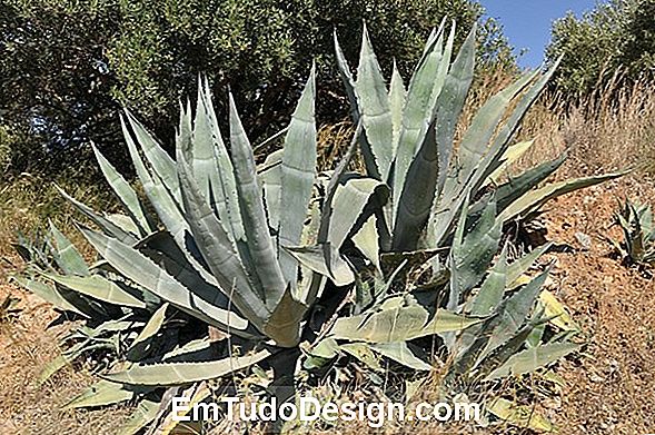 Agave