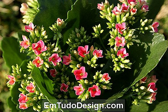 Kalanchoe