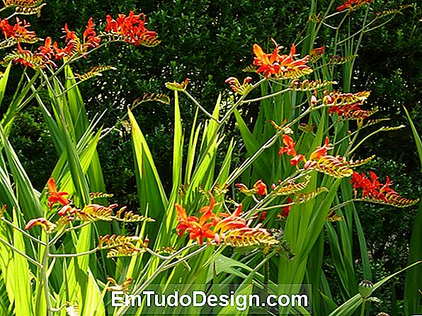 Crocosmia