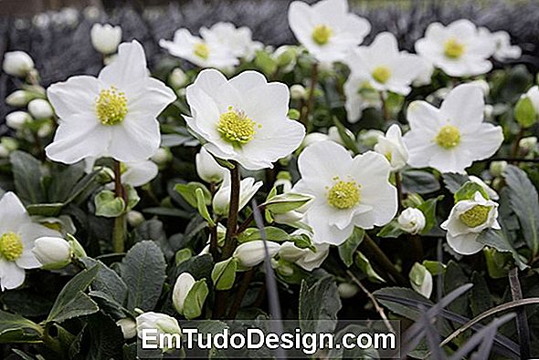 Helleborus