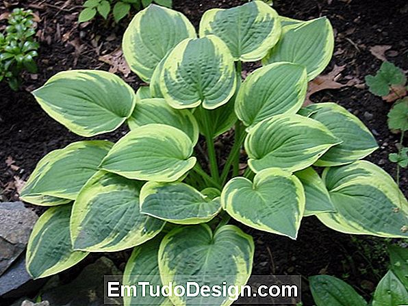 Hosta