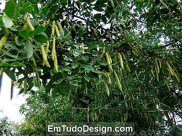 Mahonia aquifolium, Oregon drue