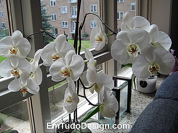 Orkidéer fra lejlighed