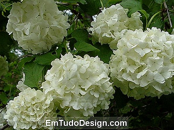 Viburnum vat, vinterblomster