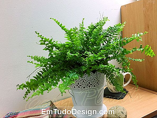 Boston Fern: en forurenende plante kaldet Nephrolepsis