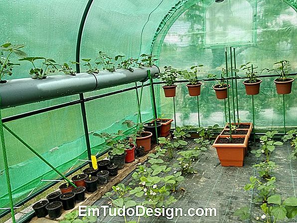Anbau von Gemüsepflanzen