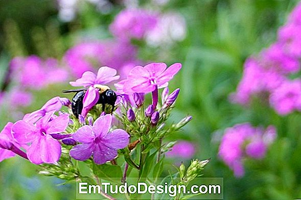 Phlox Paniculata