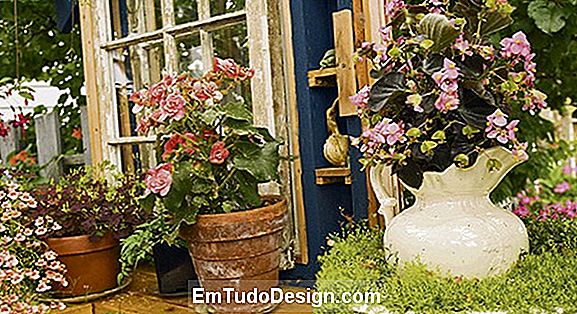 Begonia elatior, wie man es zu Hause anbauen kann