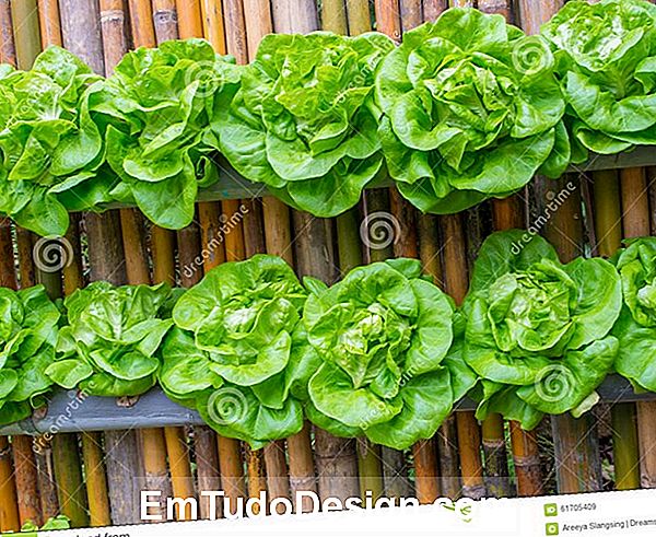 Vertikaler Gemüsegarten in Mailand