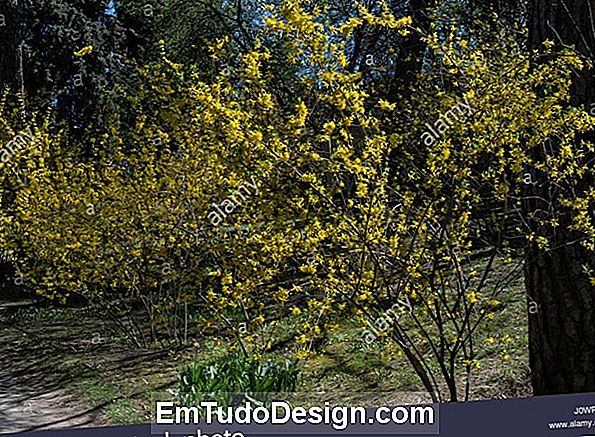 Cultivar forsythia