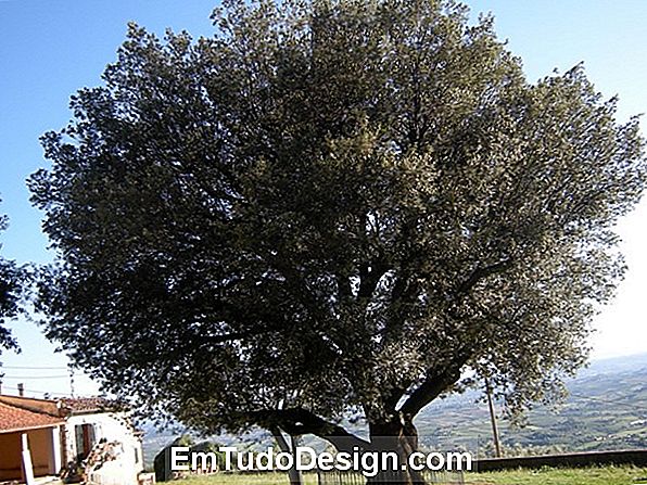 Leccio, Quercus Ilex