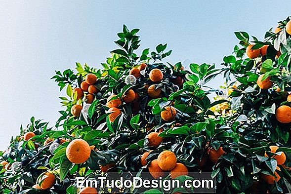 Los cítricos más amargos: Citrus aurantium