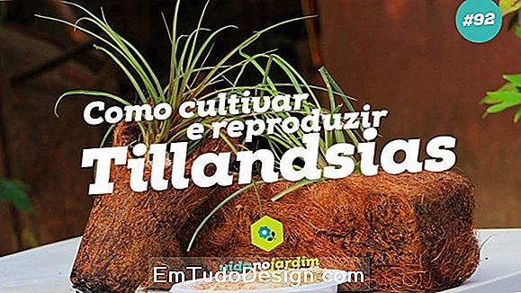 Cultivar Tillandsia