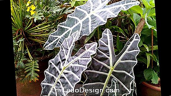 Alocasia, elevandi kõrvad