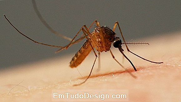 Mosquito võrgud lõõtsadega