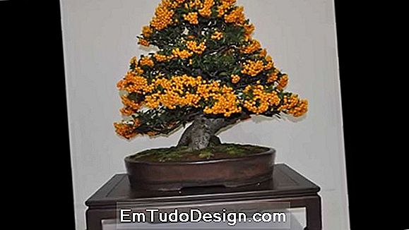 Pyracantha bonsai kasvatamine