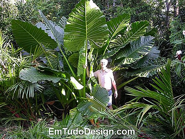 Alocasia, oreilles d'éléphant