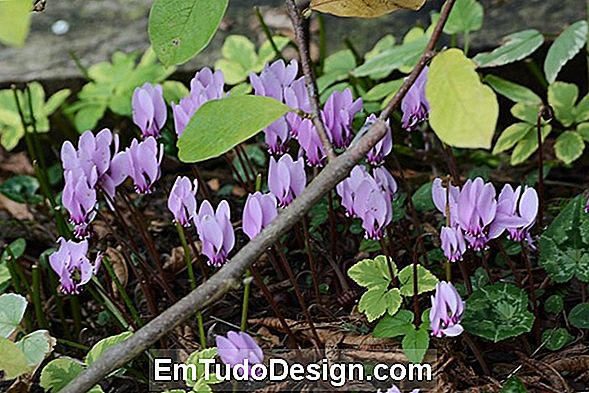 Cyclamen Coum, tapis de fleurs parfumées