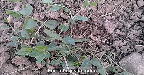 Mauvaises herbes sur des murs de pierre