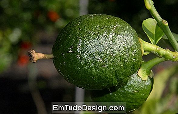Uzgoj citrusa Medica