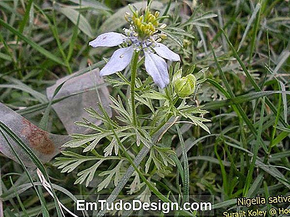 Nigella Sativa, crni kumin