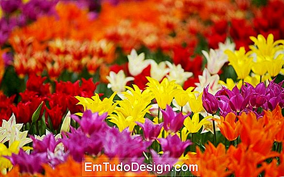 Bloemen en kleuren in Minoprio
