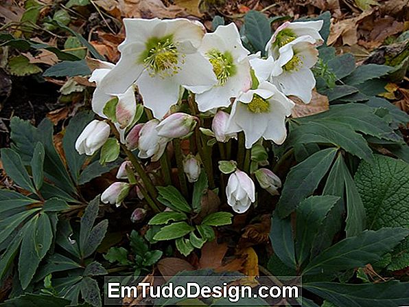 Nuttige informatie voor de teelt en verzorging van de Helleborus, de kerstroos