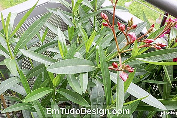 Oleander plante: egenskaper, potten dyrking og omsorg